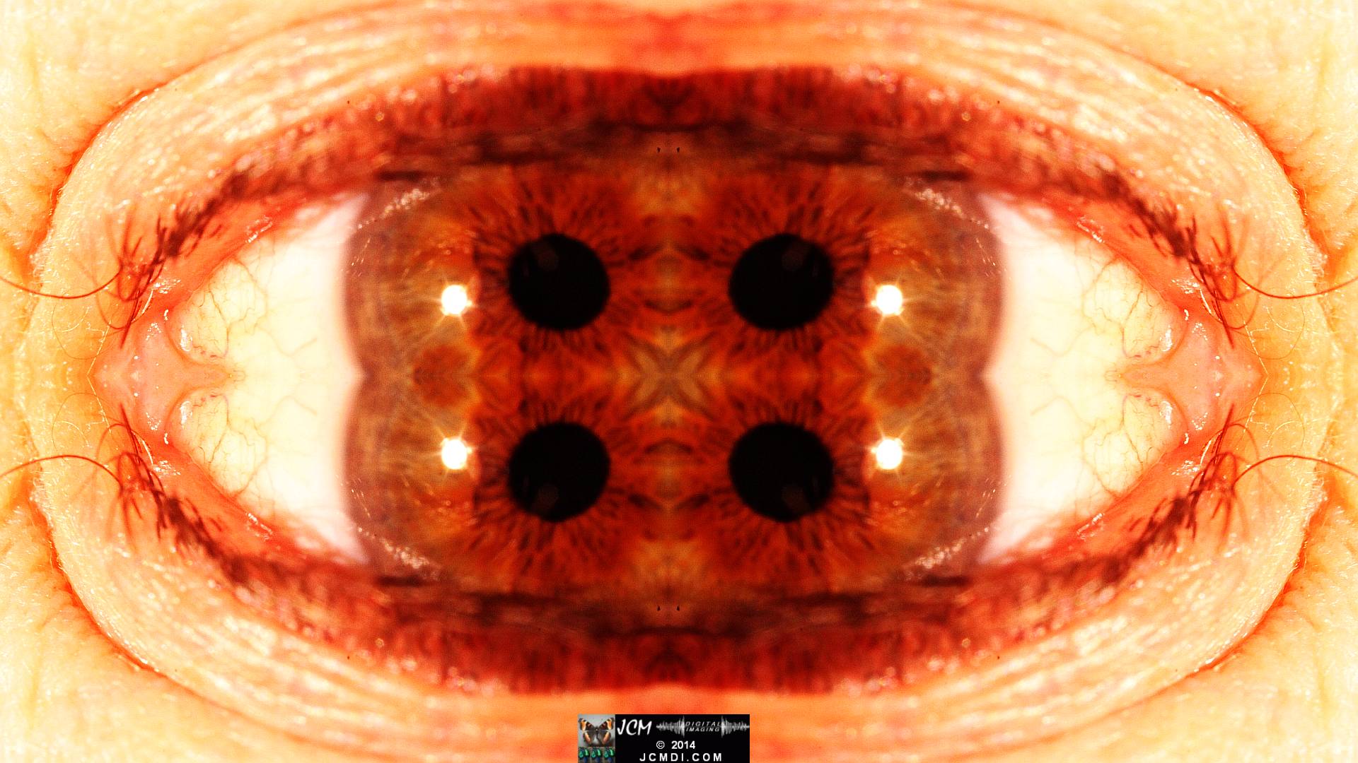 Quadroscopic Artwork made from an image of a real human eye